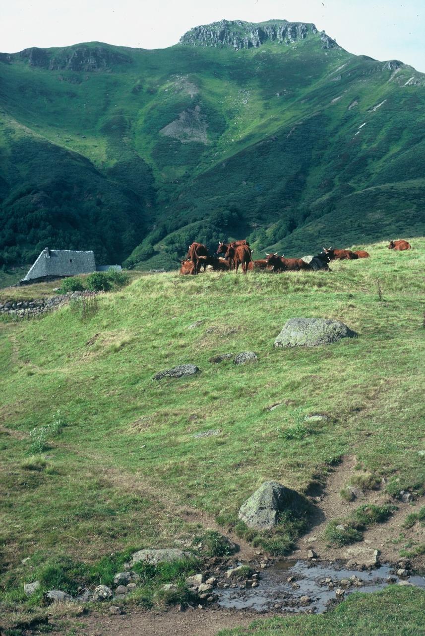 Troupeau de vaches Salers