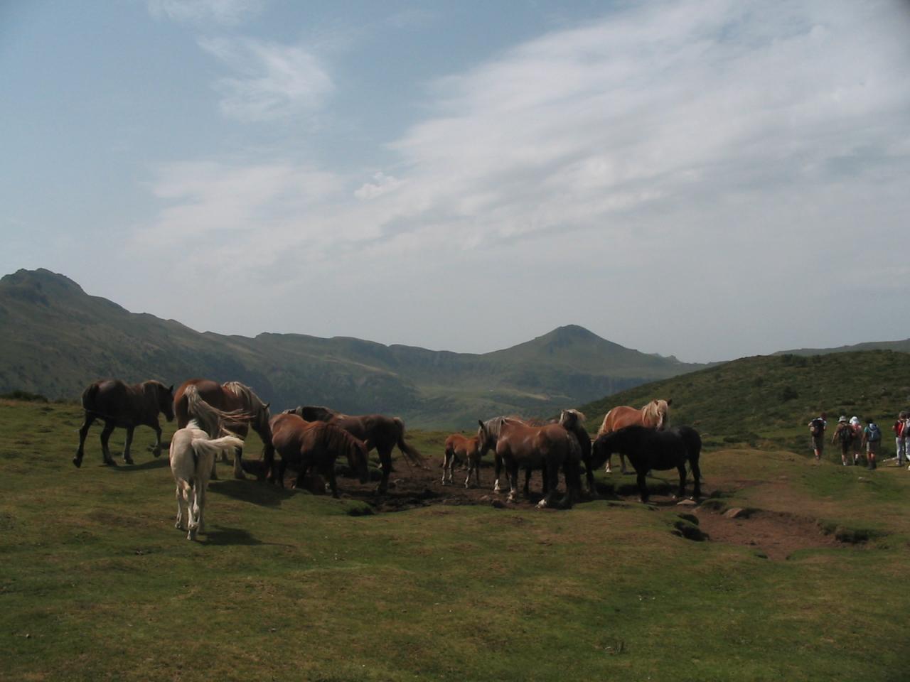 Chevaux devant le Puy Mary