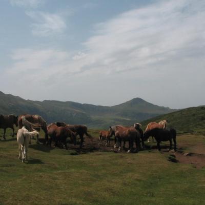 Chevaux devant le Puy Mary