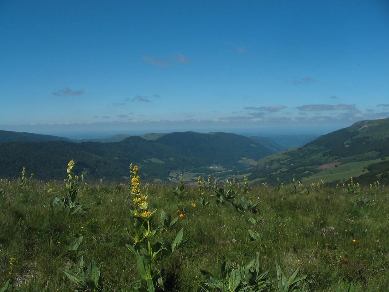 Gentianes, fleurs emblématiques du Cantal