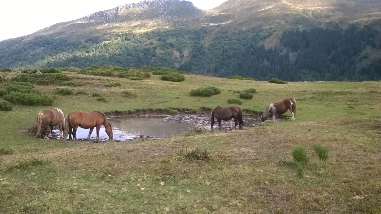 Chevaux à Lascout